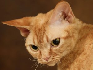 Devon rex