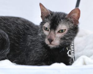 Kattrasen lykoi