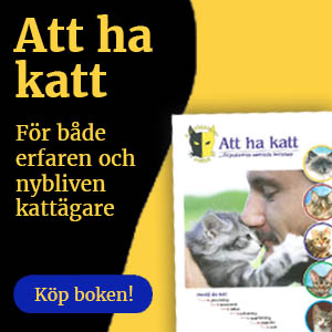 Att ha katt