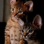 Ocicat