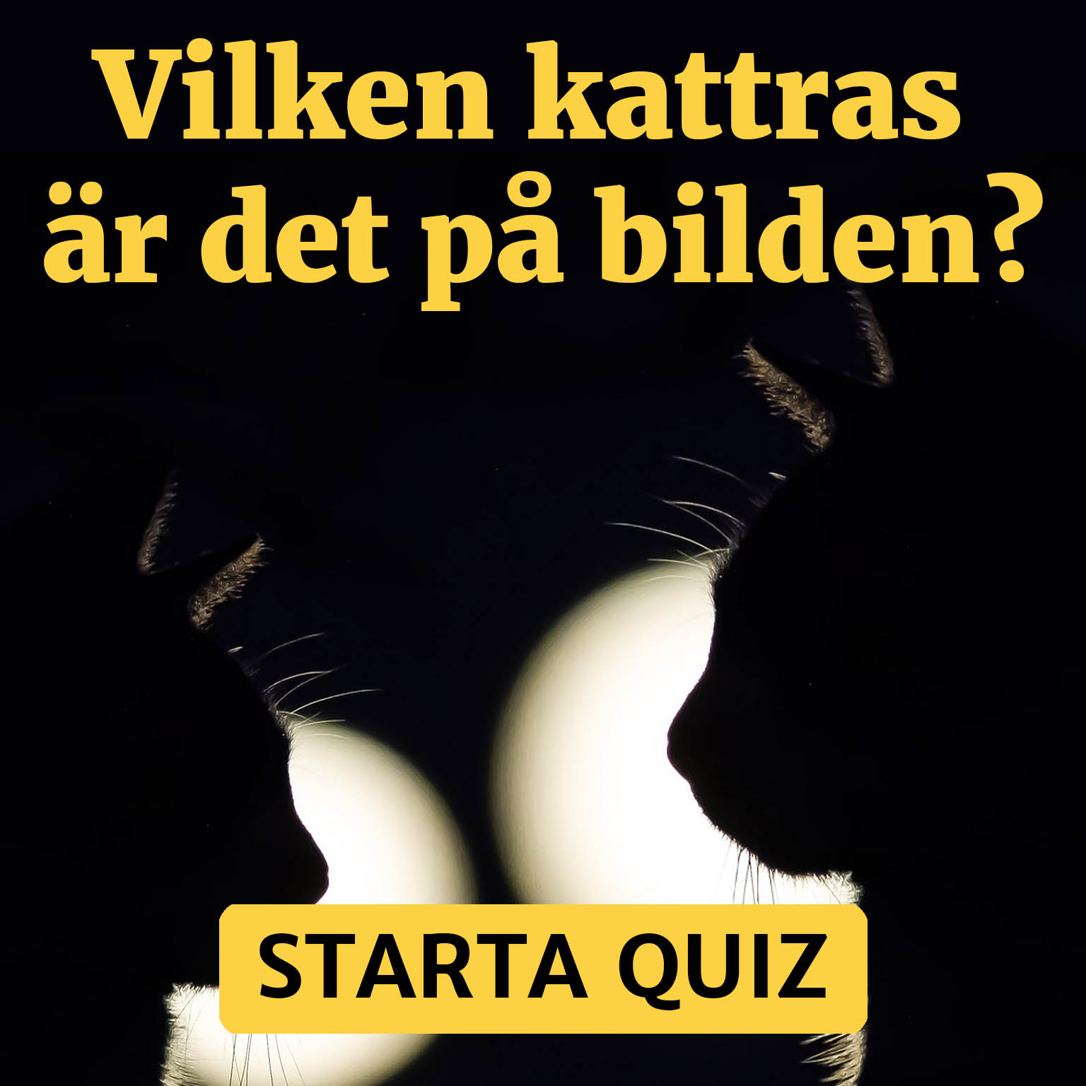 Quiz - gissa rätt på kattrasen